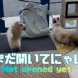 バーマン猫ラフとガブ【まだ開いてにゃい】Not opened yet（バーマン猫）Birman/Cat