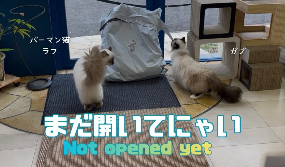 バーマン猫ラフとガブ【まだ開いてにゃい】Not opened yet（バーマン猫）Birman/Cat