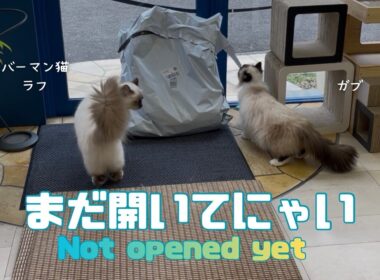 バーマン猫ラフとガブ【まだ開いてにゃい】Not opened yet（バーマン猫）Birman/Cat