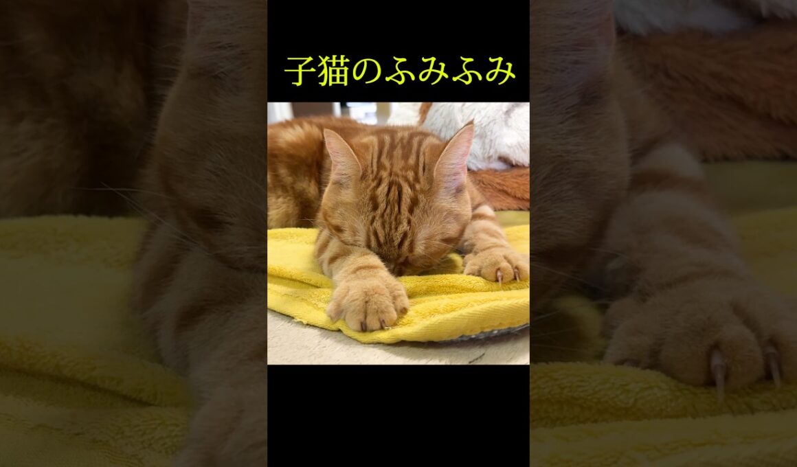 子猫のふみふみがかわいい...#shorts