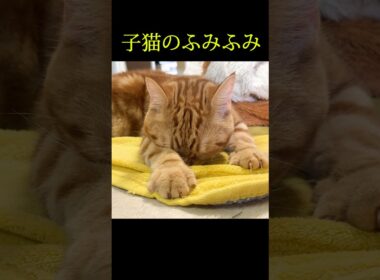 子猫のふみふみがかわいい...#shorts