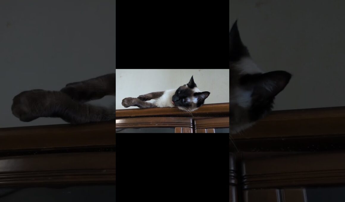 いま推しがいないそこの君😺 #catshorts #catshorts #しゃむねこ #シャム猫