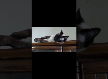 いま推しがいないそこの君😺 #catshorts #catshorts #しゃむねこ #シャム猫