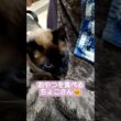 今日のおやつはにゃんこクッキーでした😸 #シャム猫 #たぬき猫 #ねこのいる生活