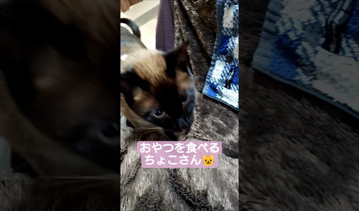 今日のおやつはにゃんこクッキーでした😸 #シャム猫 #たぬき猫 #ねこのいる生活