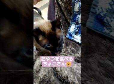 今日のおやつはにゃんこクッキーでした😸 #シャム猫 #たぬき猫 #ねこのいる生活