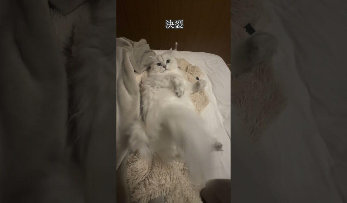 猫とのベッド争奪戦 #shorts