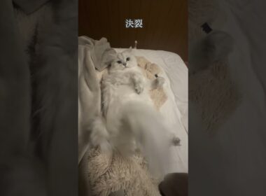 猫とのベッド争奪戦 #shorts