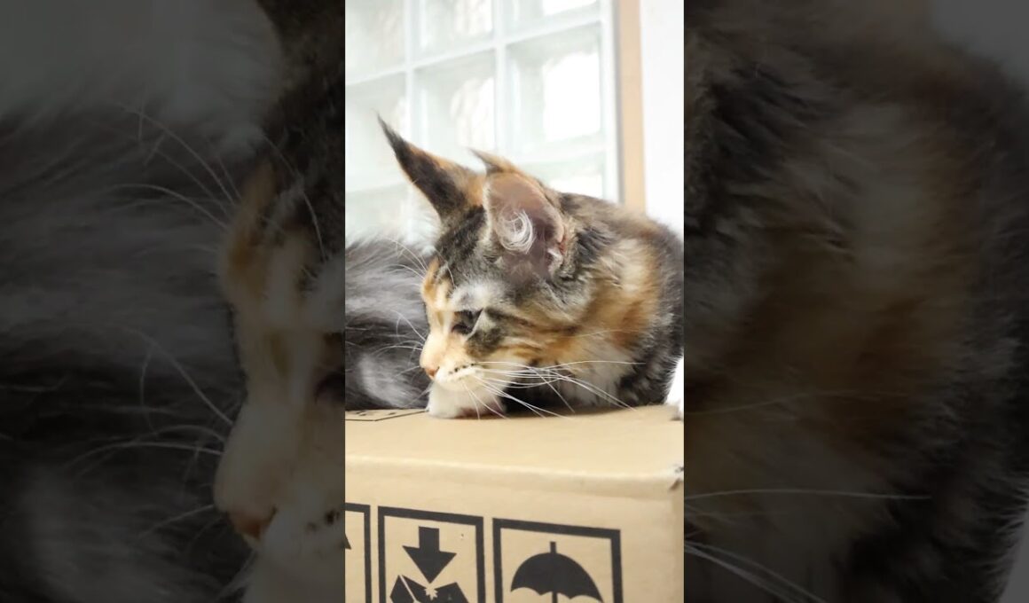 生後104日になったメインクーン子猫小町ちゃん