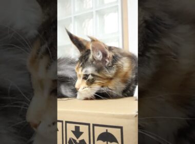 生後104日になったメインクーン子猫小町ちゃん