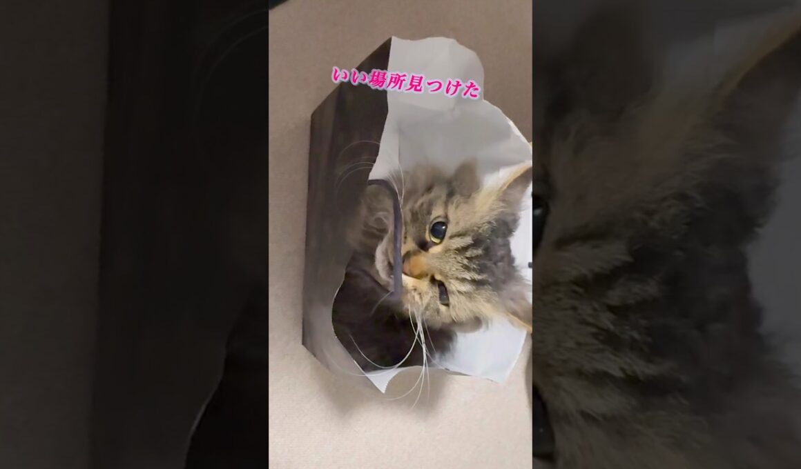 ぼくここに住みます #スクーカム #cat #猫のいる暮らし #猫 #shorts