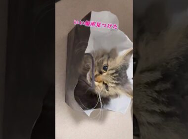 ぼくここに住みます #スクーカム #cat #猫のいる暮らし #猫 #shorts