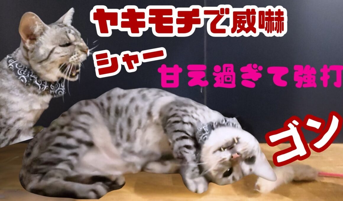 【放送事故】甘えすぎて頭を強打ｗ ヤキモチで「シャー！」が止まらないエジプシャンマウが可愛すぎた（保護猫カフェ猫の木）十三駅The rare Egyptian Mau cat