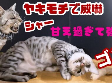 【放送事故】甘えすぎて頭を強打ｗ ヤキモチで「シャー！」が止まらないエジプシャンマウが可愛すぎた（保護猫カフェ猫の木）十三駅The rare Egyptian Mau cat