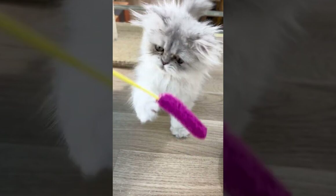 【2026/4/1】生後3ヶ月のペルシャくんの最新情報をお披露目！