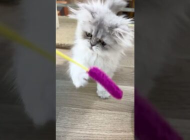 【2026/4/1】生後3ヶ月のペルシャくんの最新情報をお披露目！