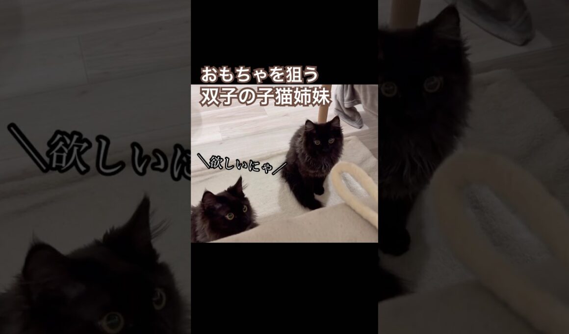 【双子保護猫】おもちゃを狙う子猫達の動きが可愛いすぎる