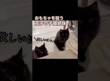 【双子保護猫】おもちゃを狙う子猫達の動きが可愛いすぎる