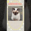 シャム猫風野良猫ちゃん&環境について