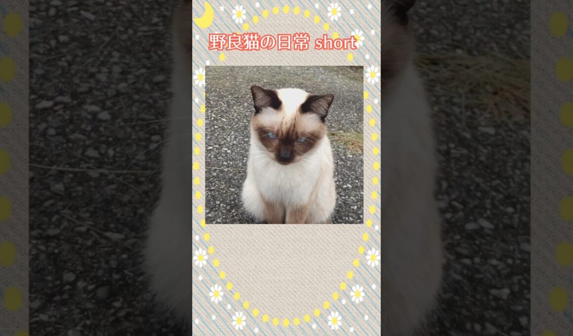 シャム猫風野良猫ちゃん&環境について