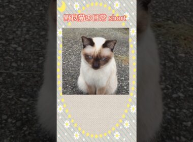 シャム猫風野良猫ちゃん&環境について