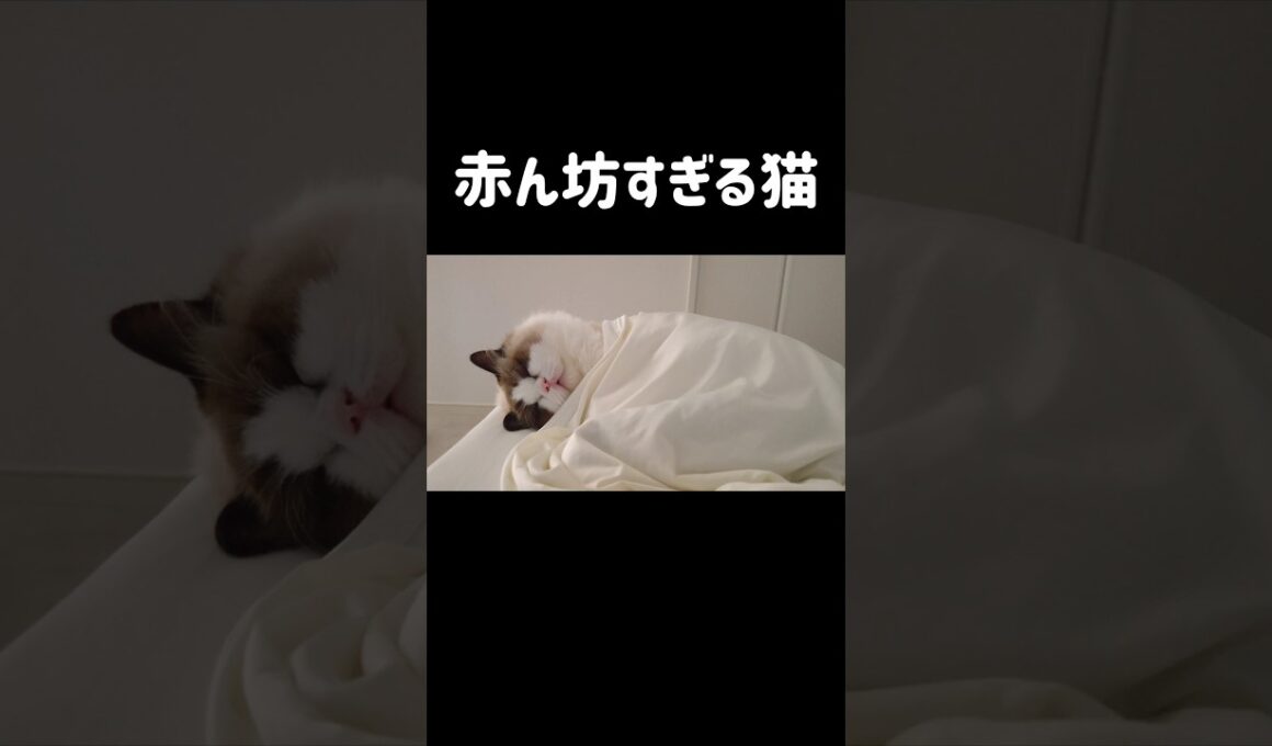 ムニャムニャ言ってる👶🏻💭 #shorts #猫 #もふもふ #ラグドール #甘えん坊猫 #猫のいる暮らし