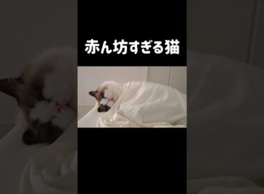 ムニャムニャ言ってる👶🏻💭 #shorts #猫 #もふもふ #ラグドール #甘えん坊猫 #猫のいる暮らし