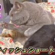 【ブリティッシュショートヘア】短い足でセクシーに毛づくろいする猫【ねこのいる暮らし】