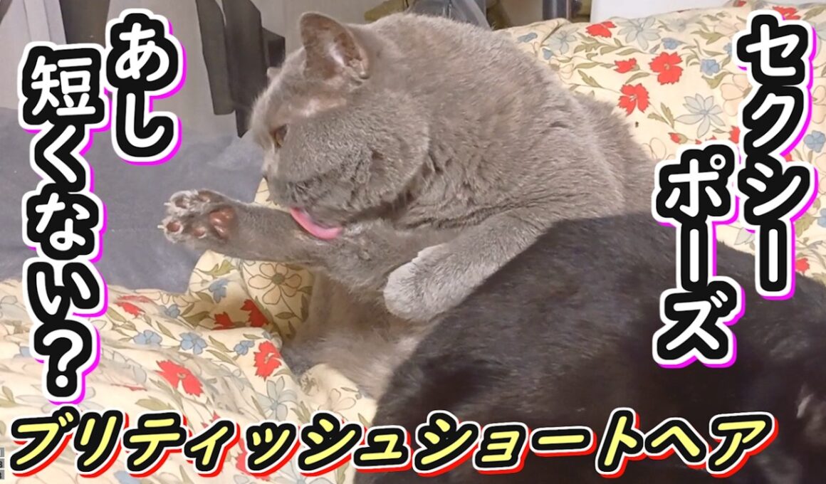 【ブリティッシュショートヘア】短い足でセクシーに毛づくろいする猫【ねこのいる暮らし】