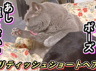 【ブリティッシュショートヘア】短い足でセクシーに毛づくろいする猫【ねこのいる暮らし】