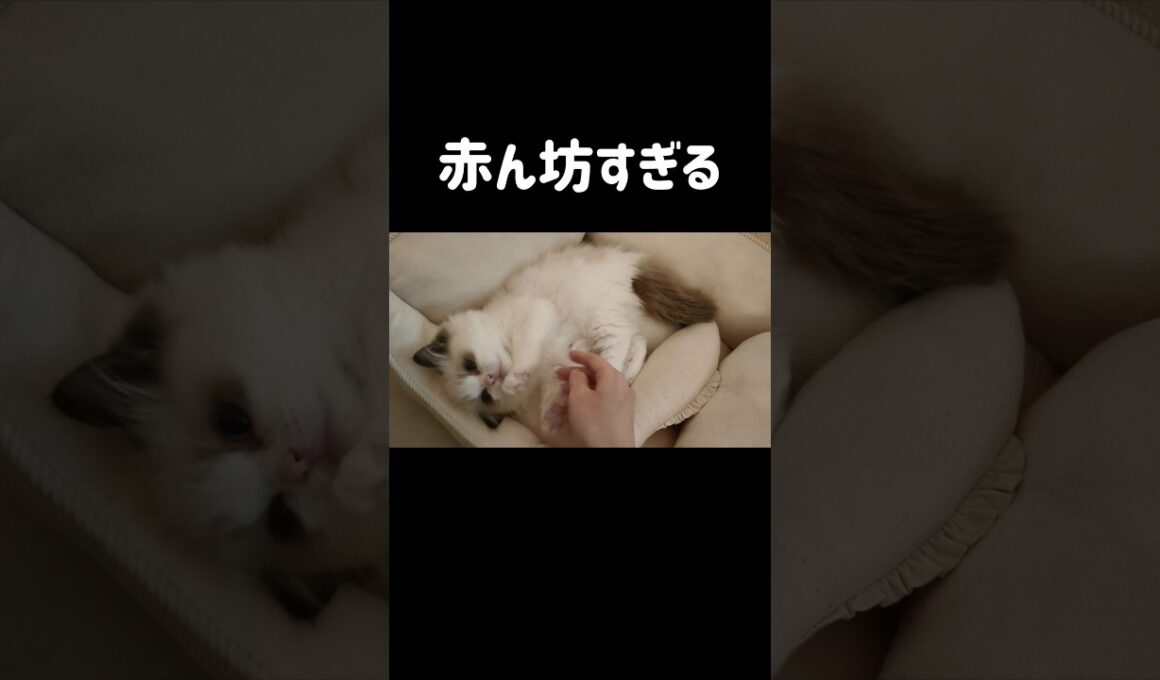 生後3ヶ月👶🏻 #shorts #猫 #子猫 #ラグドール #甘えん坊猫 #猫のいる暮らし
