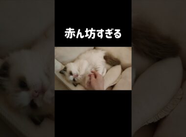 生後3ヶ月👶🏻 #shorts #猫 #子猫 #ラグドール #甘えん坊猫 #猫のいる暮らし