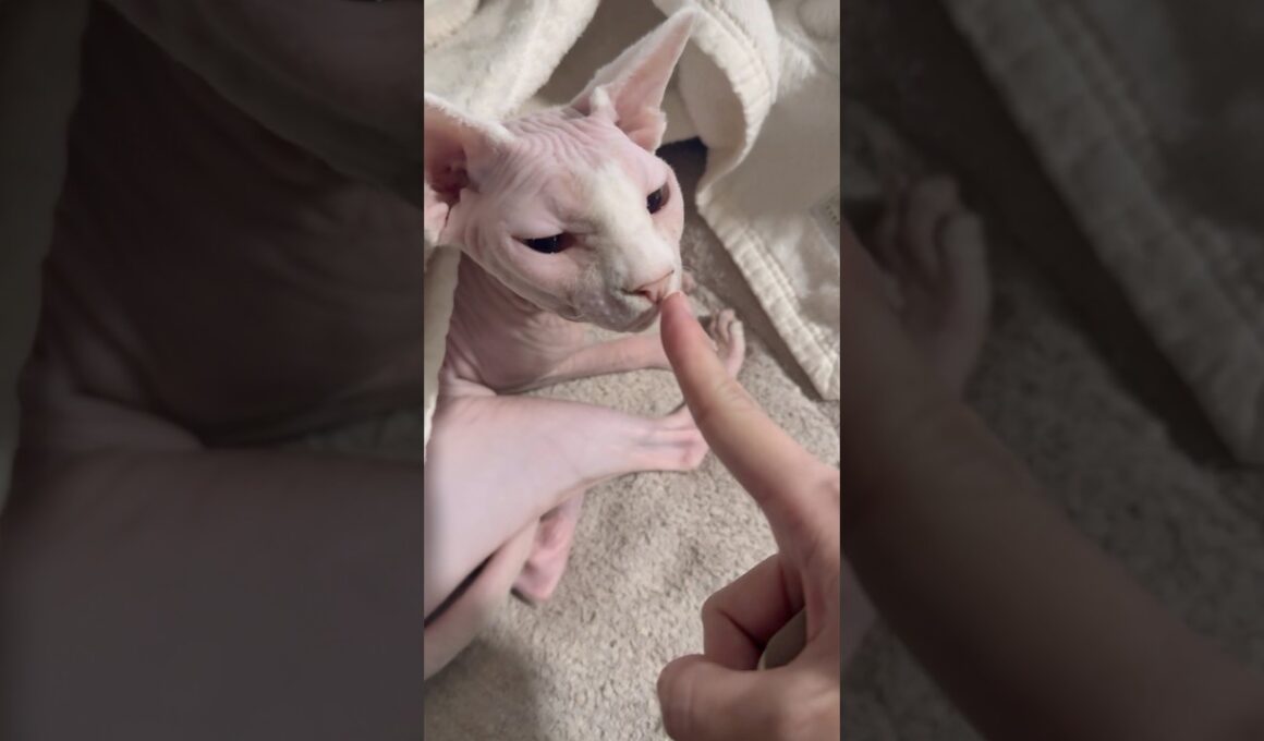 ママが旅行から帰宅した時の猫たちの反応【スフィンクス】