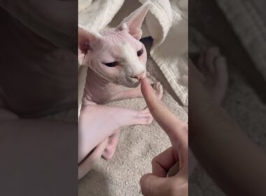 ママが旅行から帰宅した時の猫たちの反応【スフィンクス】