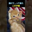 助けを求めた子猫。小さな命の健気さと、愛が起こした奇跡の記録