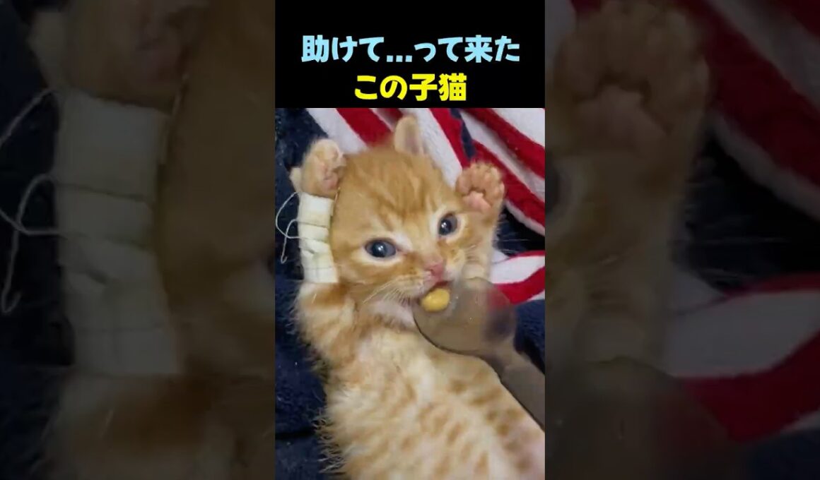 助けを求めた子猫。小さな命の健気さと、愛が起こした奇跡の記録