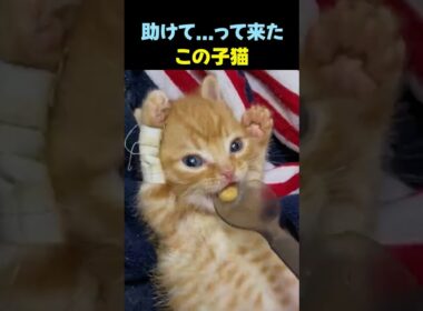 助けを求めた子猫。小さな命の健気さと、愛が起こした奇跡の記録