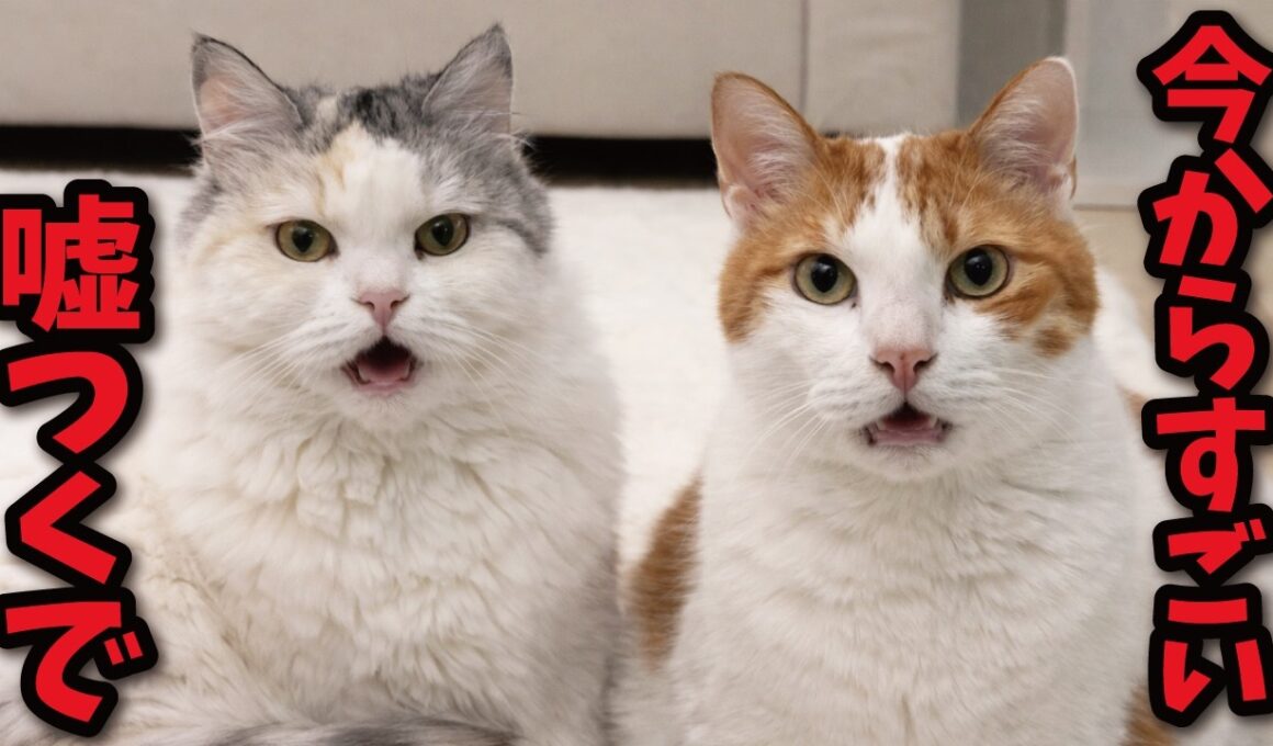 とんでもない嘘をつく猫たち