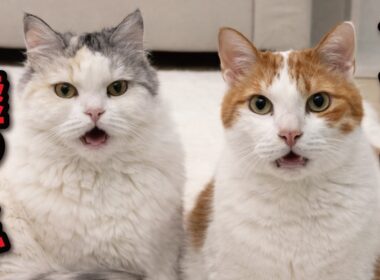 とんでもない嘘をつく猫たち