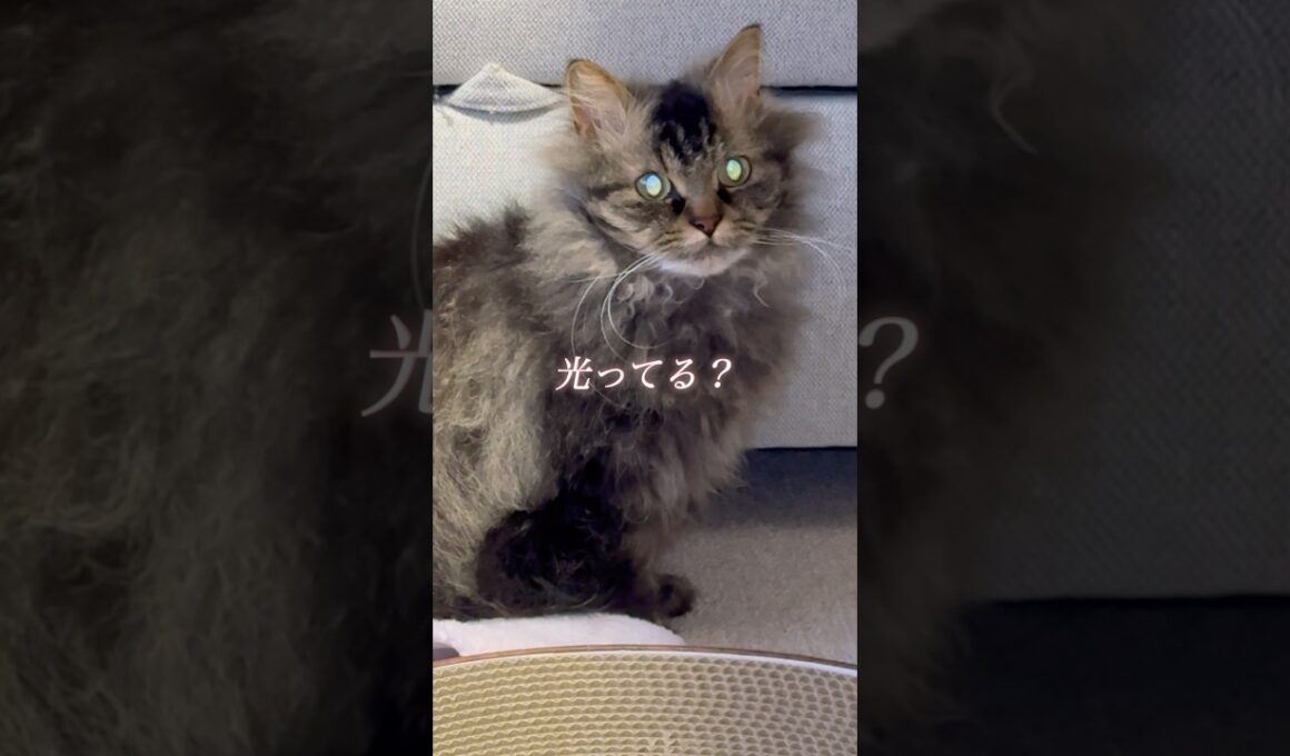 キラキラな目で見つめる猫くうちゃん #スクーカム #cat #猫  #猫のいる暮らし #shorts
