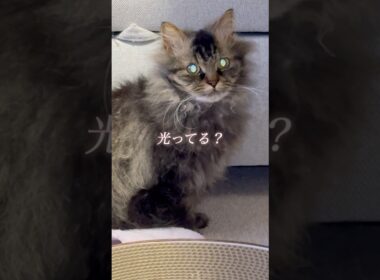 キラキラな目で見つめる猫くうちゃん #スクーカム #cat #猫  #猫のいる暮らし #shorts