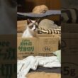段ボールから顔を出すシャム猫のパンダ