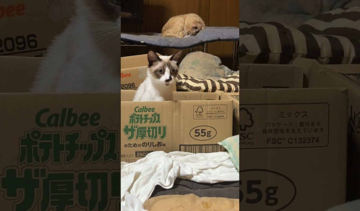 段ボールから顔を出すシャム猫のパンダ