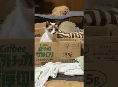 段ボールから顔を出すシャム猫のパンダ