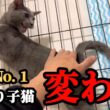 ぼっちになった子猫の心が溶け始めたようです