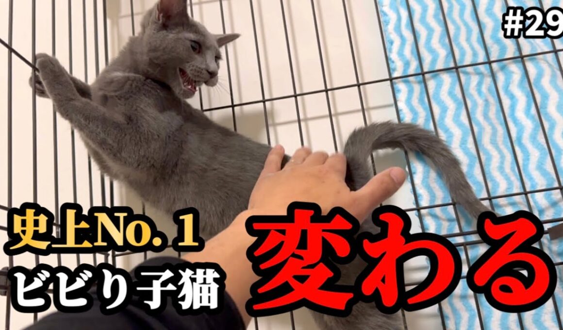 ぼっちになった子猫の心が溶け始めたようです