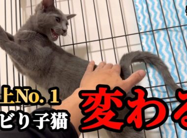 ぼっちになった子猫の心が溶け始めたようです