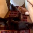 【大渋滞⁉︎】階段下りでも渋滞しちゃうカワイイもふ猫たち♡ノルウェージャンフォレストキャットとターキッシュアンゴラ