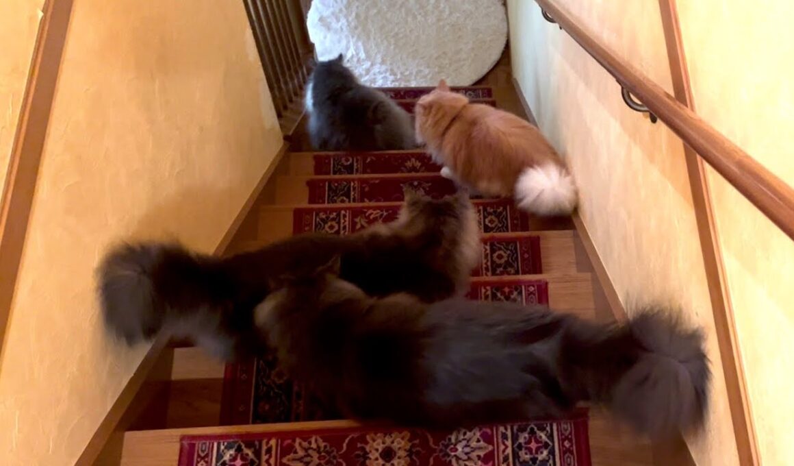 【大渋滞⁉︎】階段下りでも渋滞しちゃうカワイイもふ猫たち♡ノルウェージャンフォレストキャットとターキッシュアンゴラ