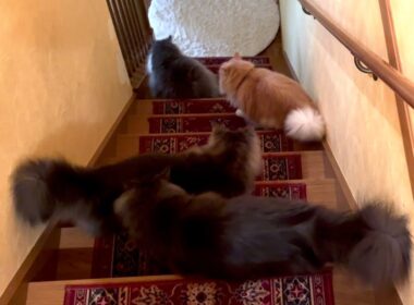 【大渋滞⁉︎】階段下りでも渋滞しちゃうカワイイもふ猫たち♡ノルウェージャンフォレストキャットとターキッシュアンゴラ